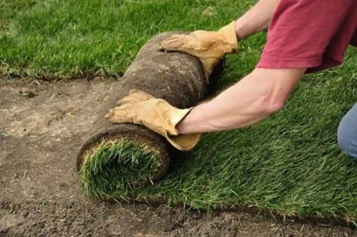 Professional sod installation by Matthias Landscaping in Waterloo, Iowa